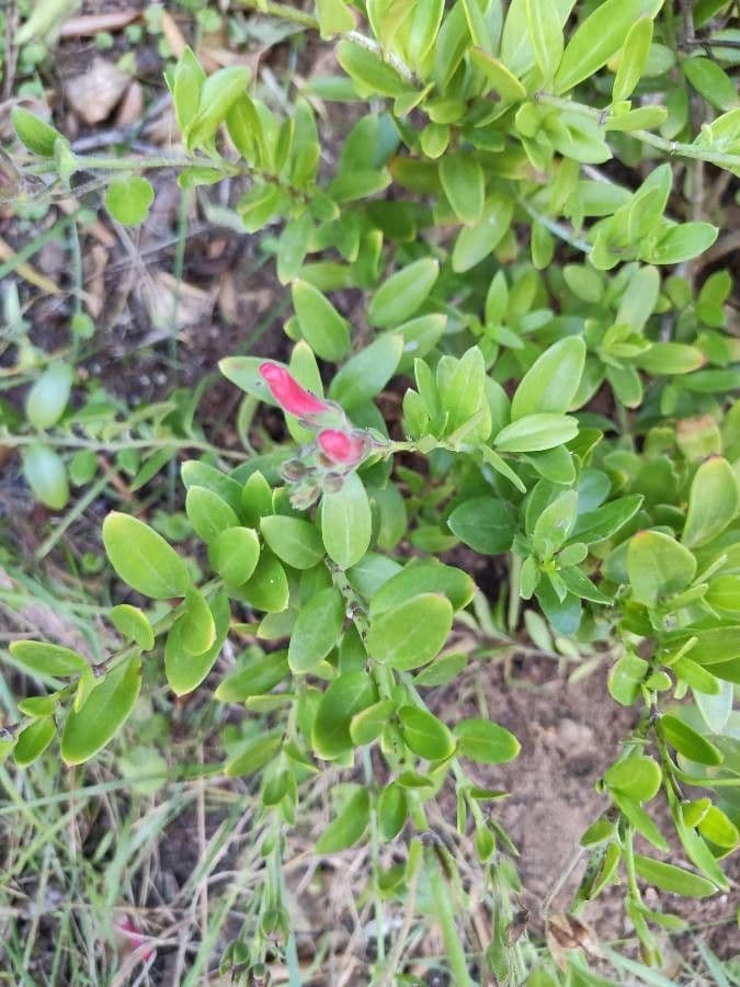 Gambelia 9