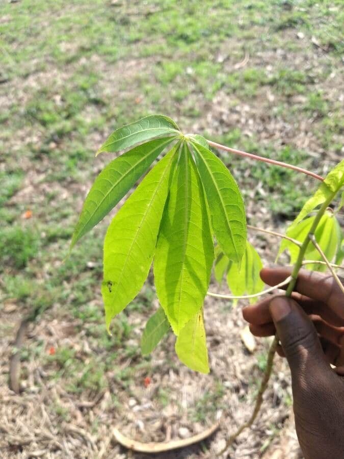 Ceiba 16