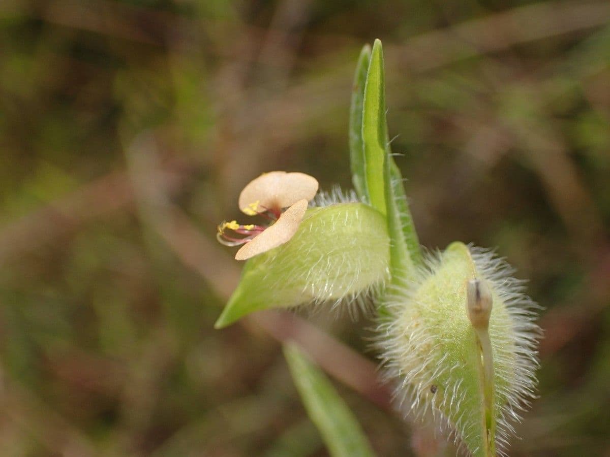 Commelina africana 3