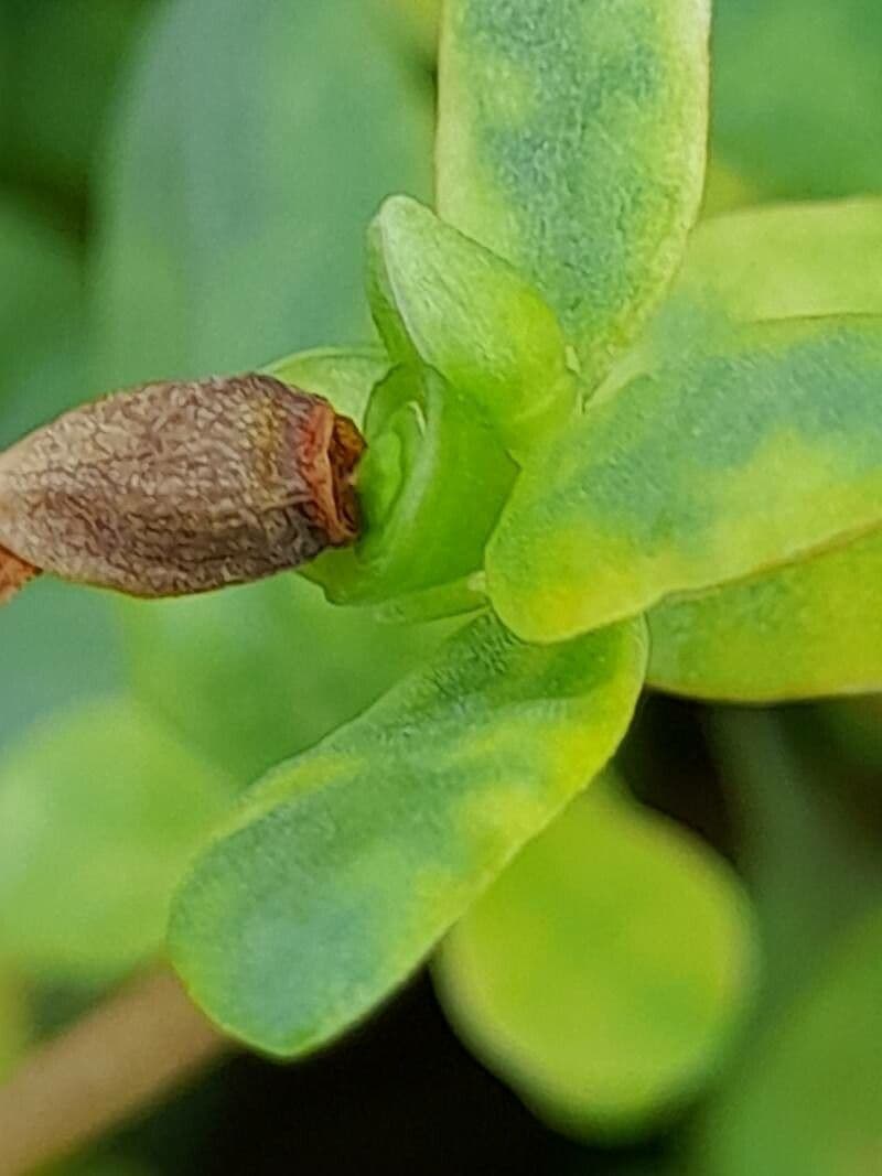 Porcellana 4