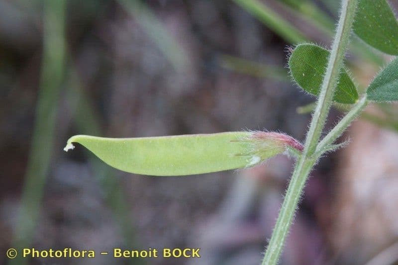 Veccia lathyroides 4