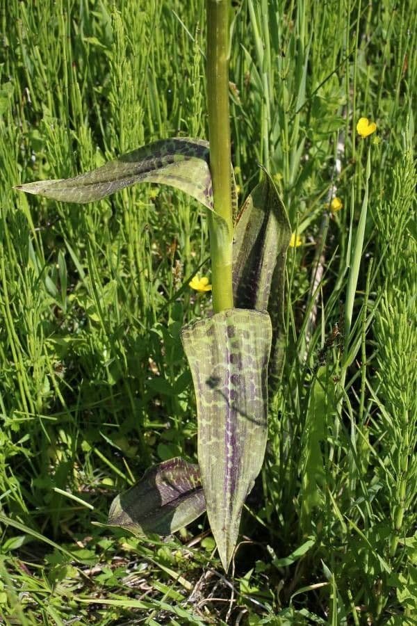 Orchide a labbro a cuneo 15