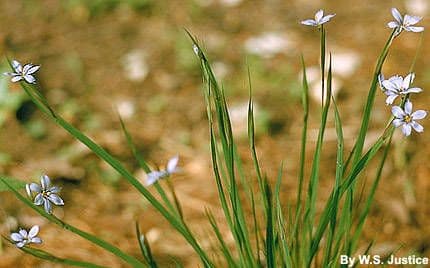 Sisyrinchium 4