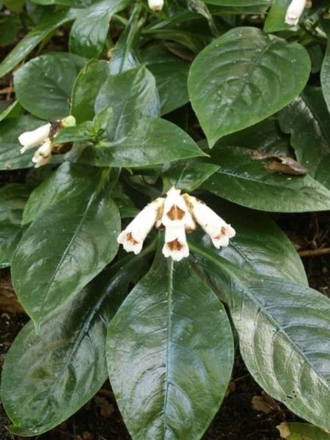 Hemiboea 2