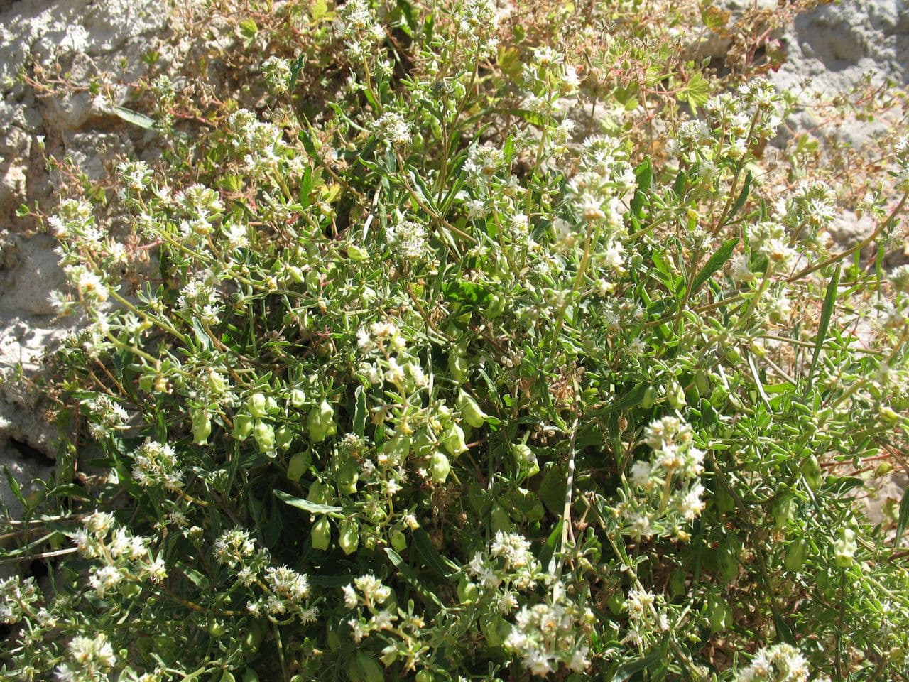 Reseda comune 13