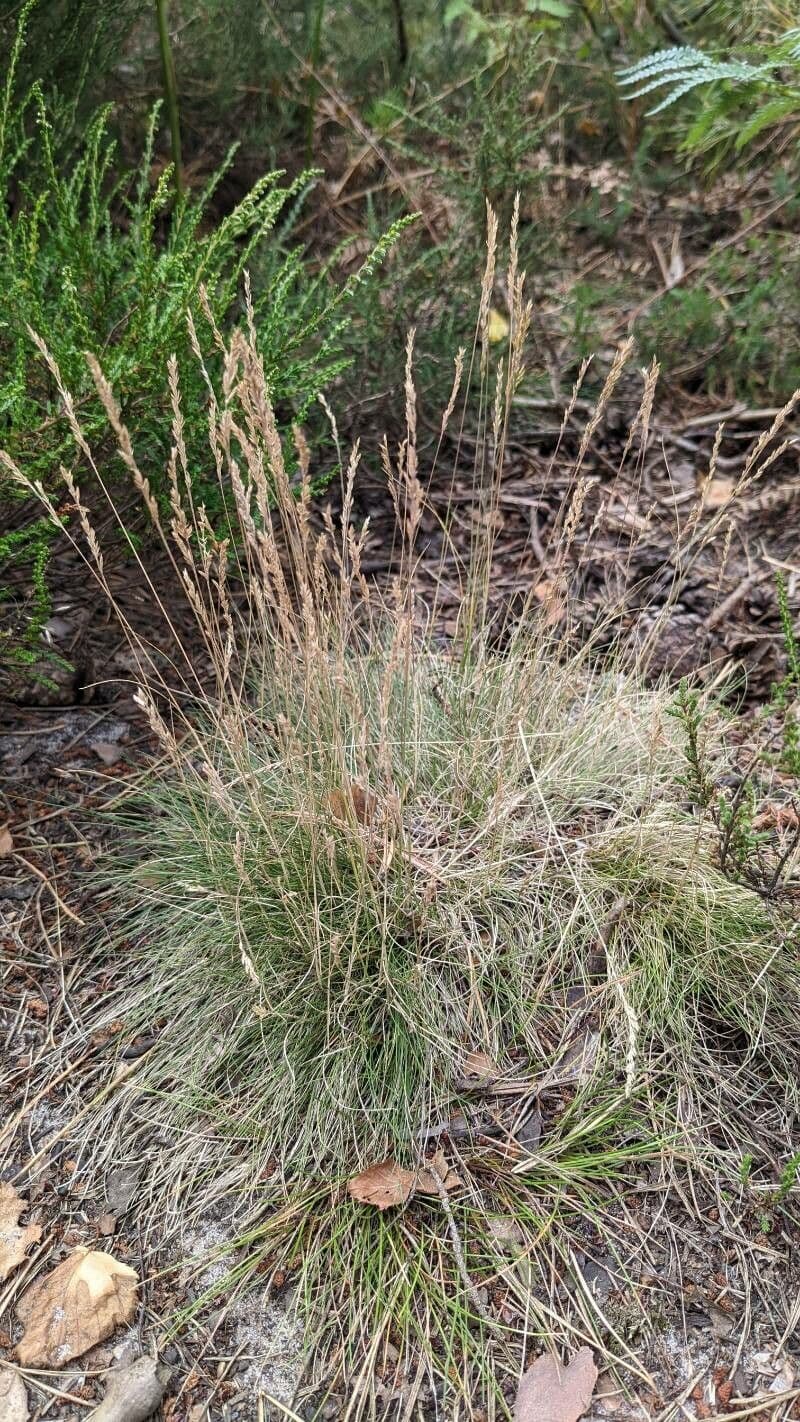 Festuca filiforme 8