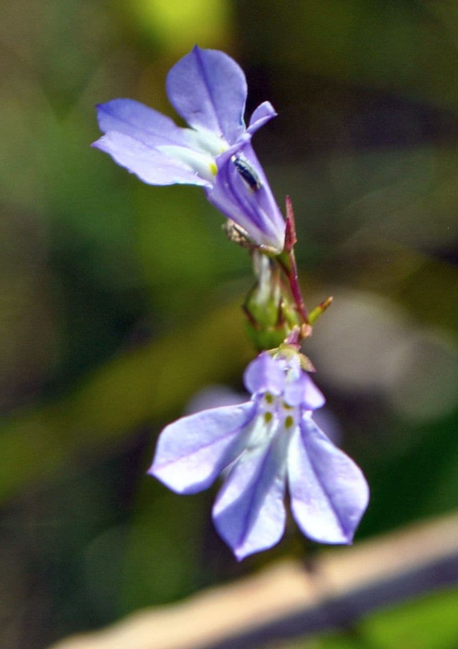 Kalms Glockenblume 2