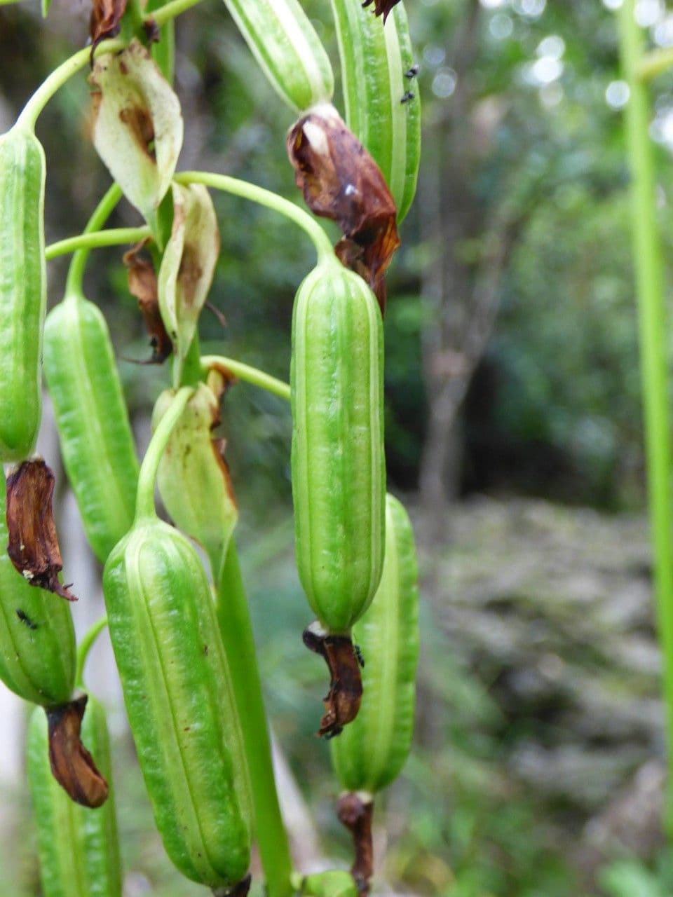 Spathoglottis plicata 5