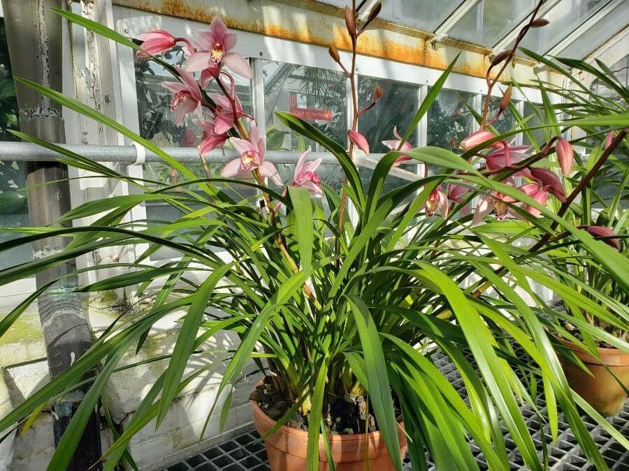Orchidea 4