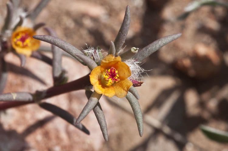 Portulaca