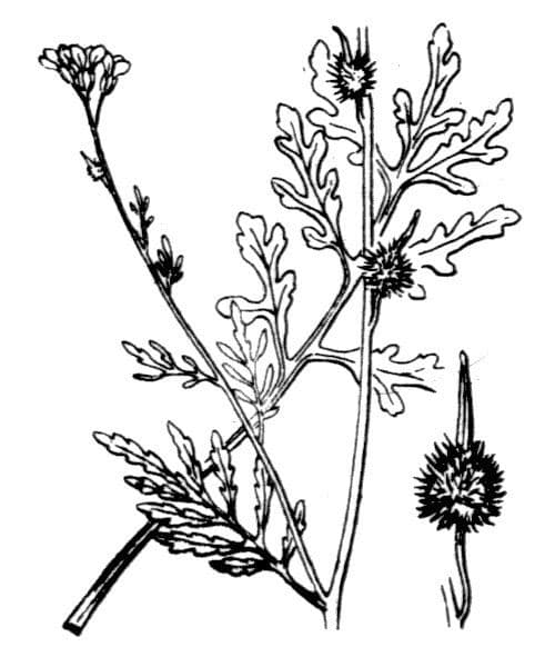 Succowia balearica 26