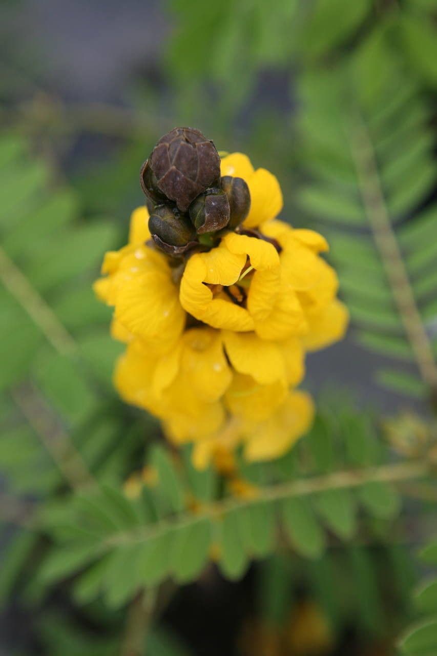 Senna didymobotrya 7