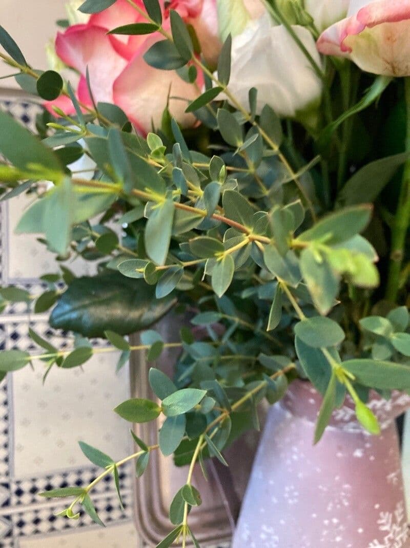 Kybean-Eukalyptus 3