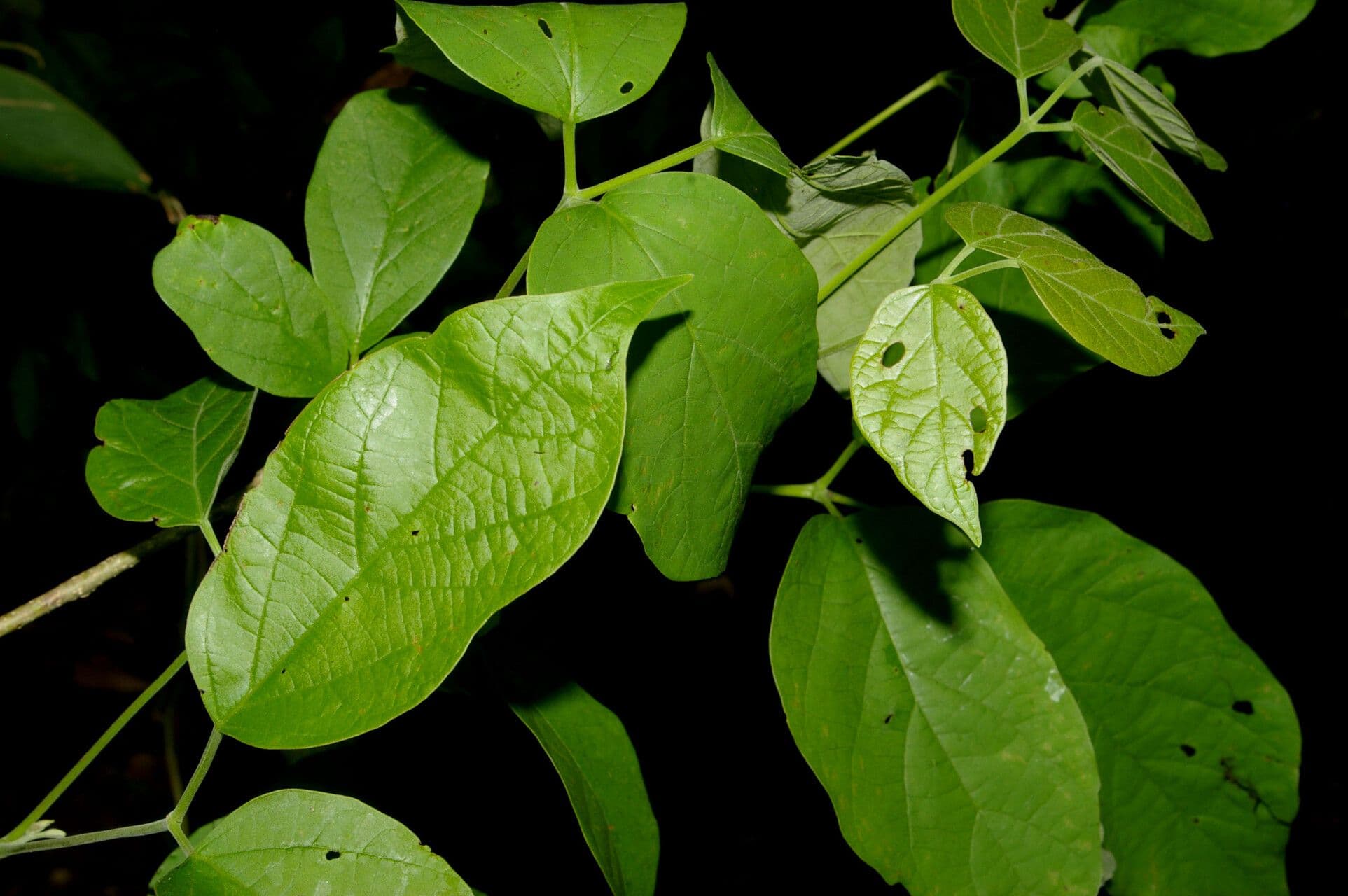 Fridericia