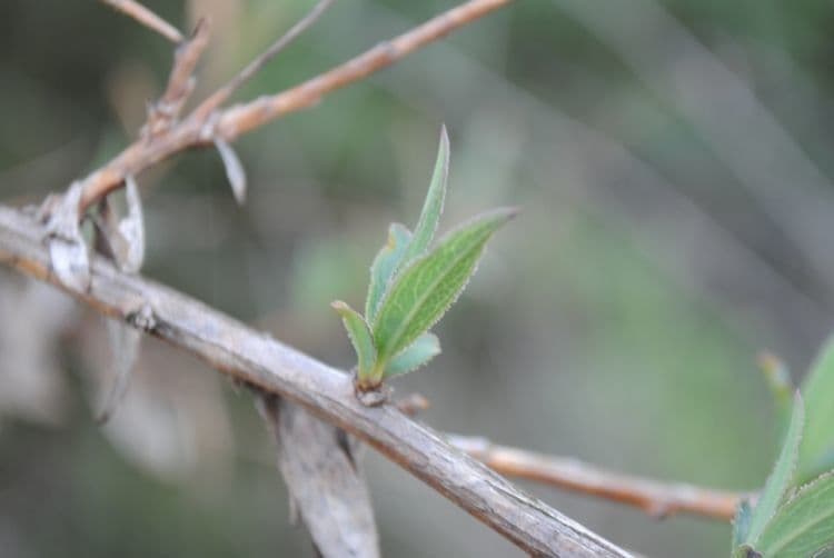 Dendromecon rigida 16
