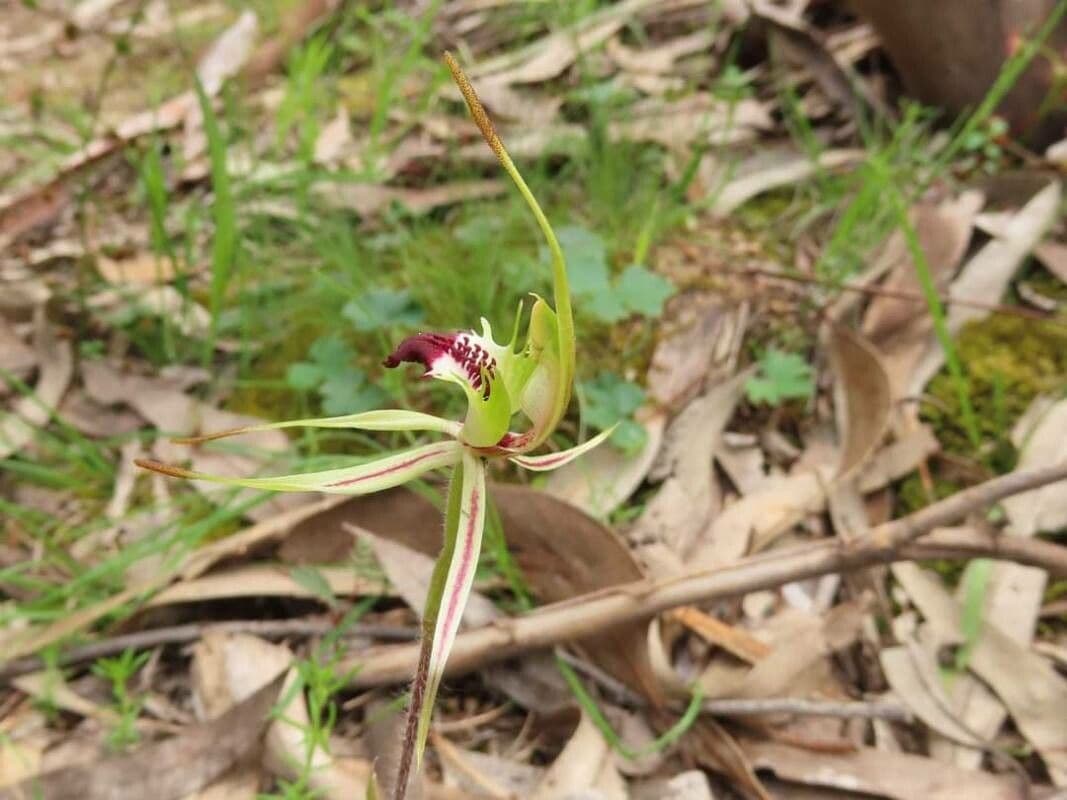 Caladenia 3
