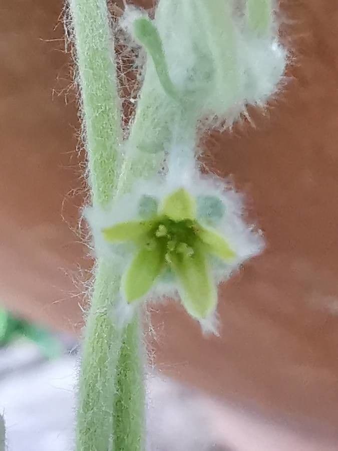 Dichondra argentea 3