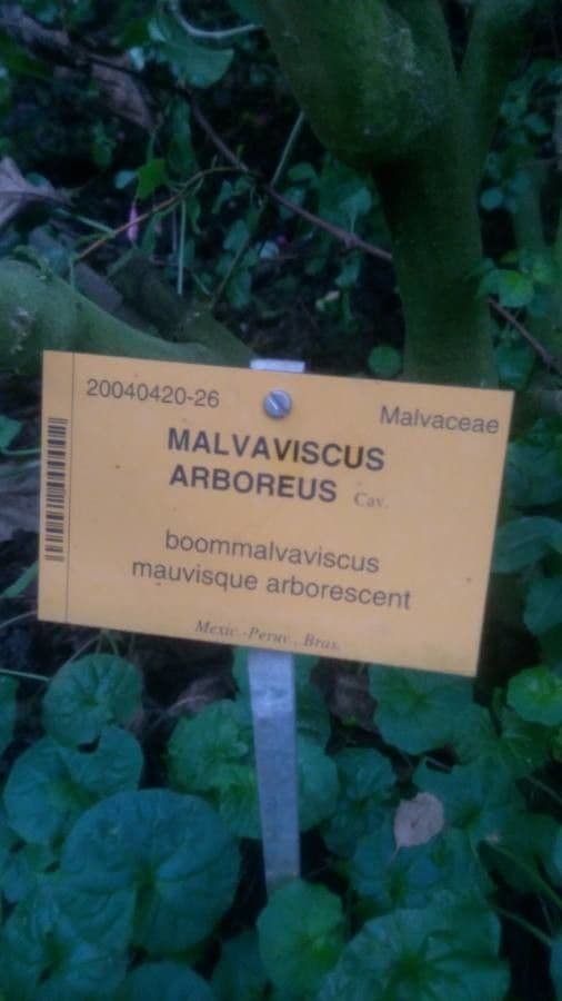 Malvaviskus 26