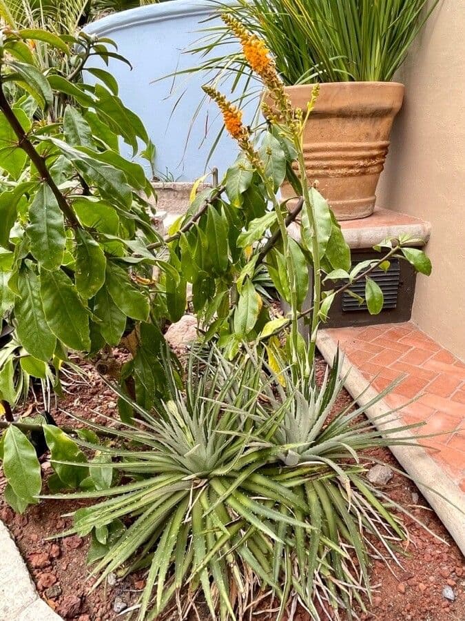 Dyckia 6