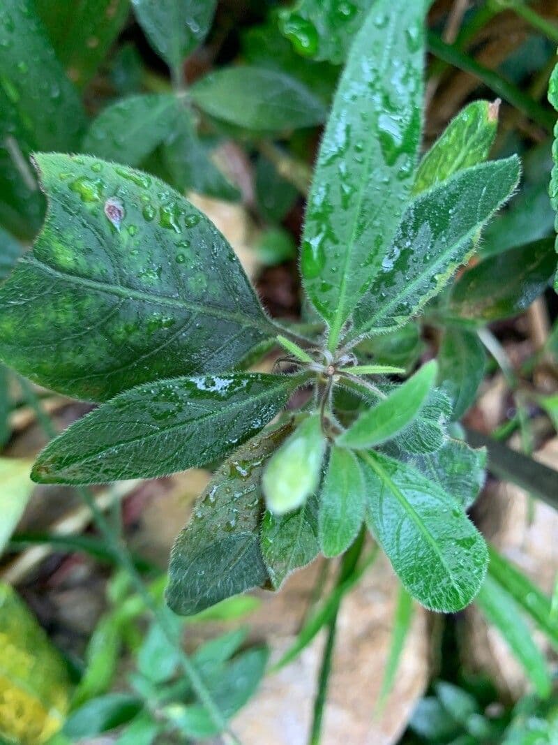Barleria 11