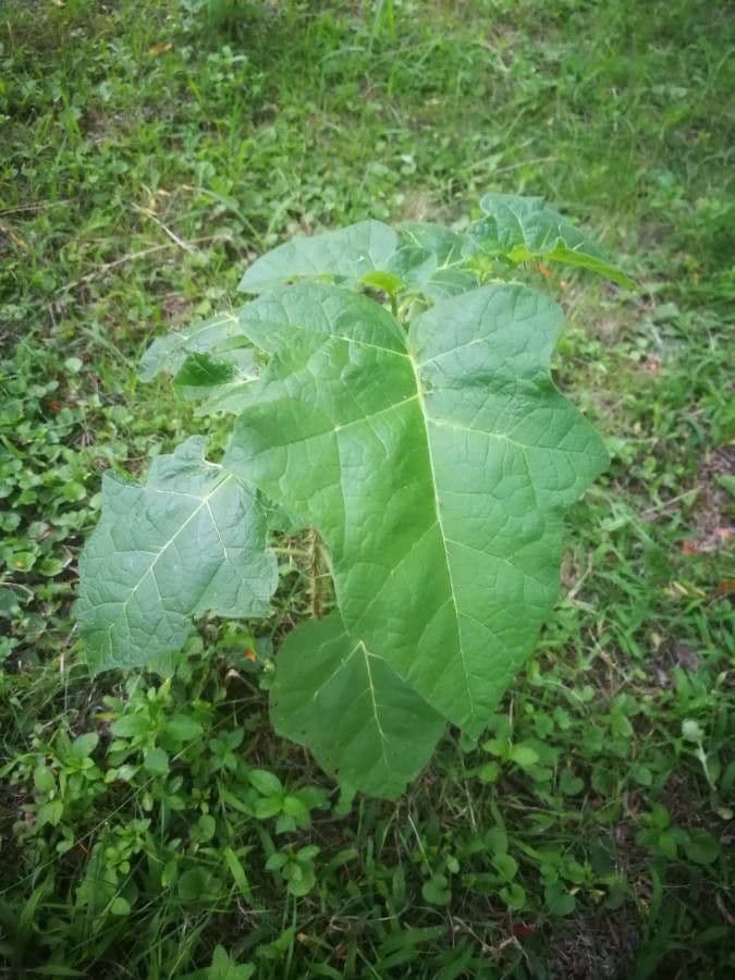 Solanum 18