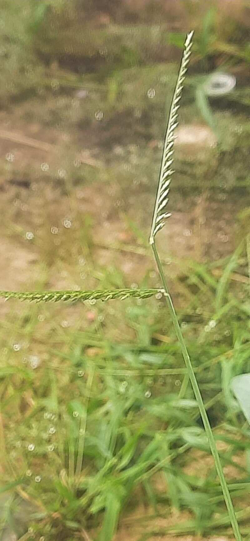 Miglio africano 3