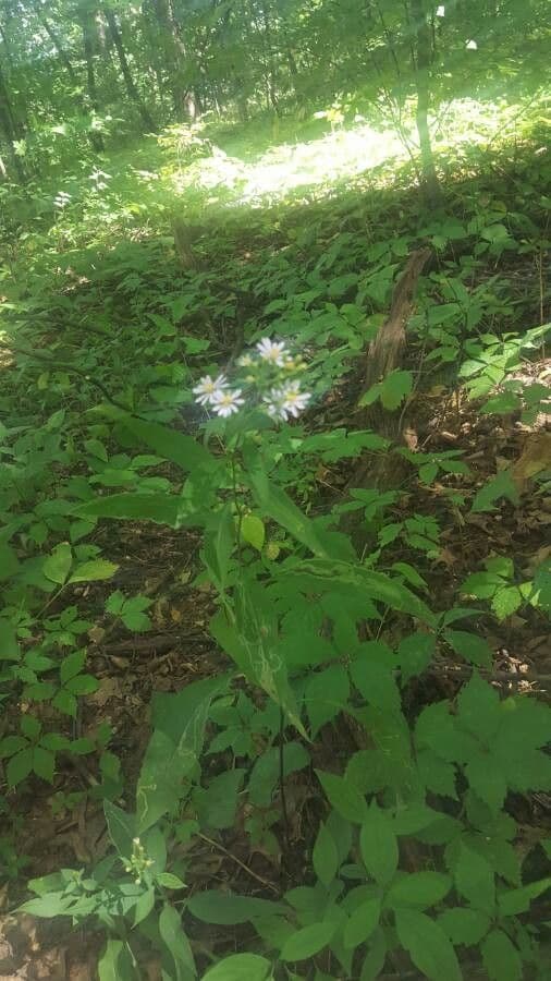 Doellingeria umbellata 16
