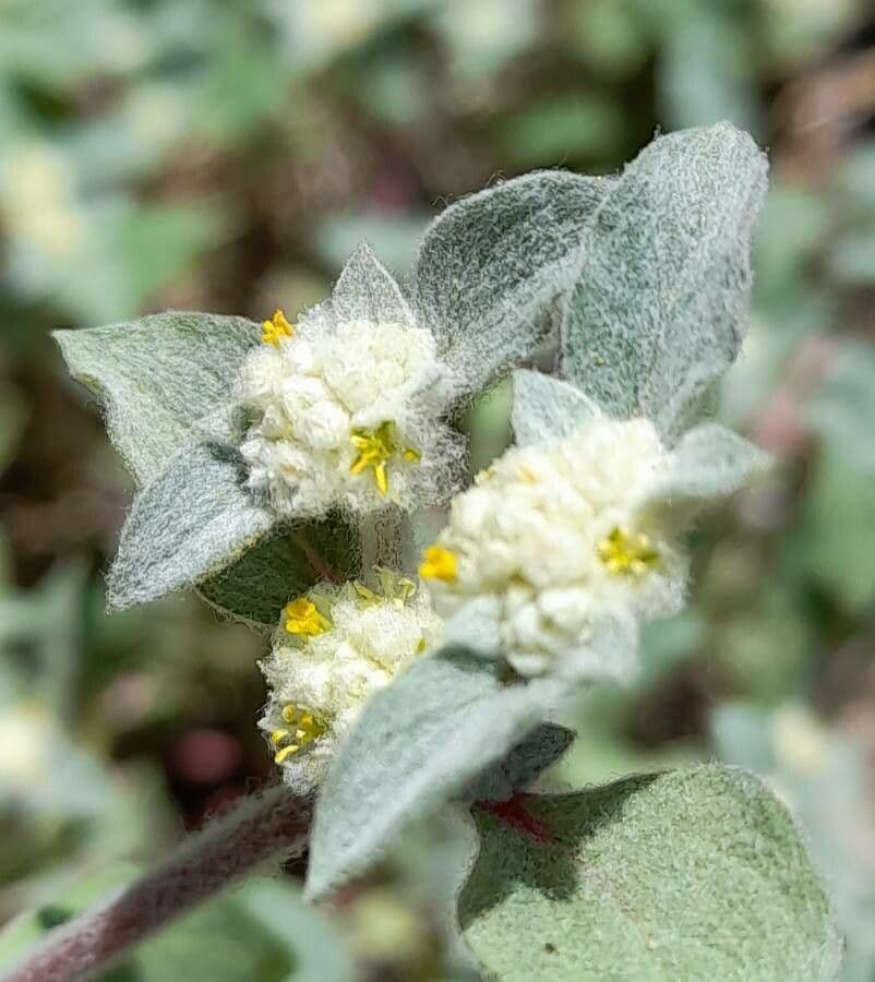 Gomphrena 2