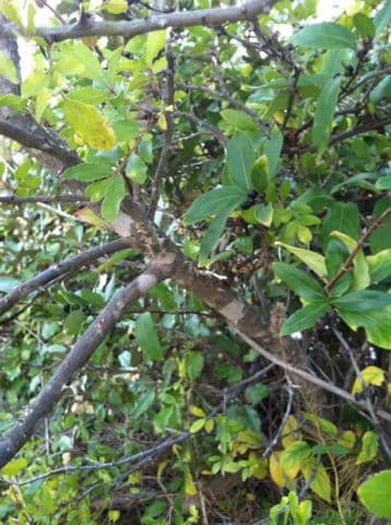Zanthoxylum clava-herculis 6
