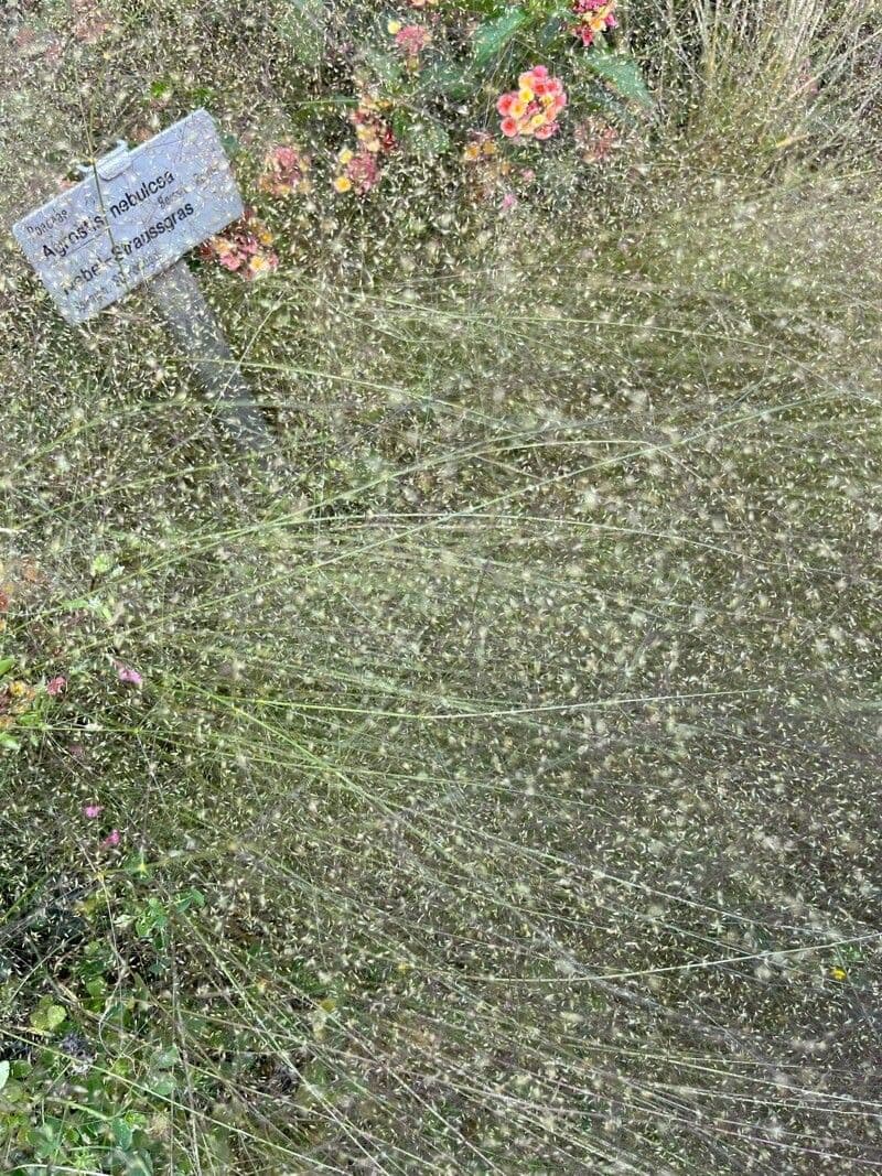 Eragrostis airoides 4