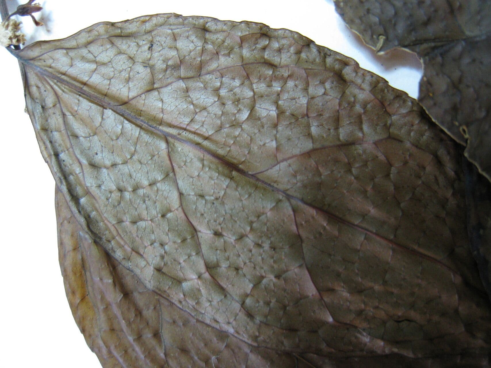 Casearia 4
