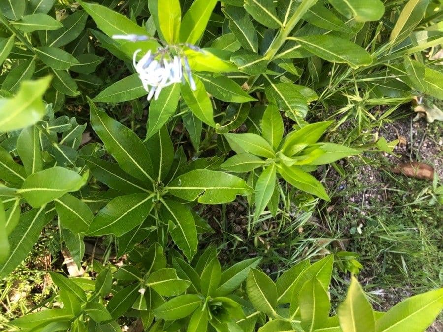 Amsonia 6
