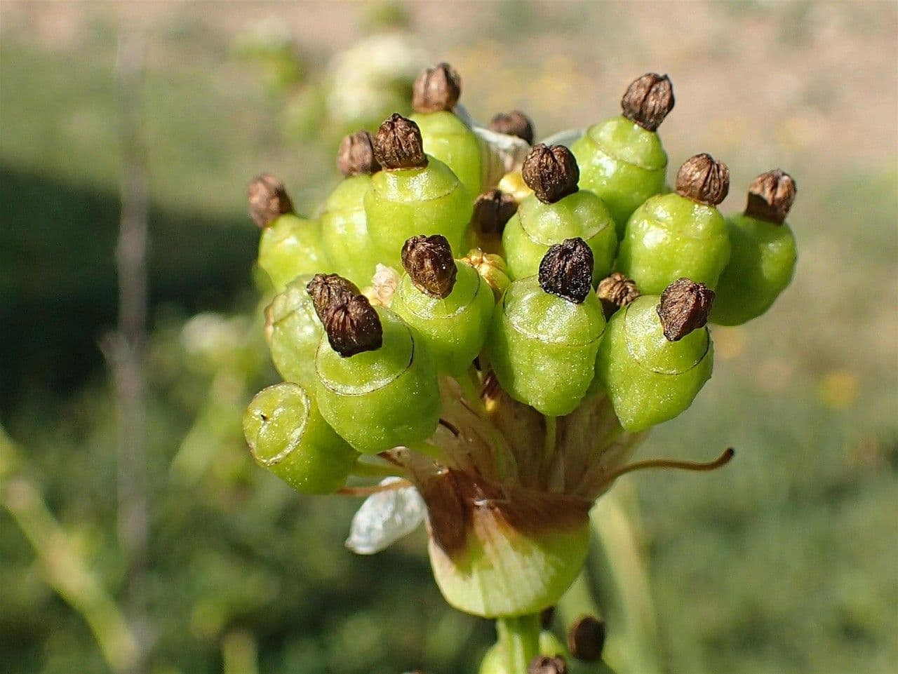 Sisyrinchium striato 2