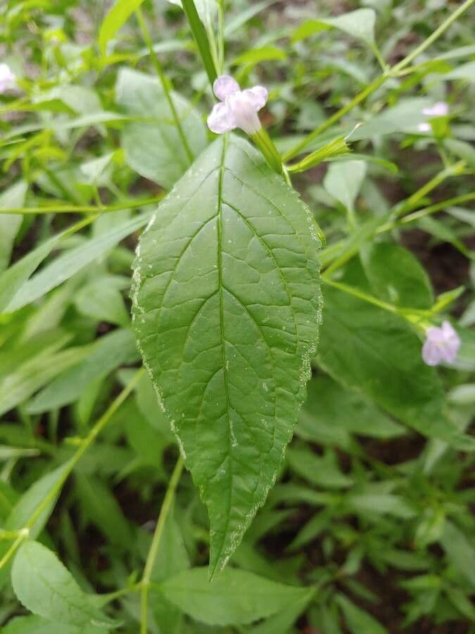 Sharp-wing monkey-flower 15