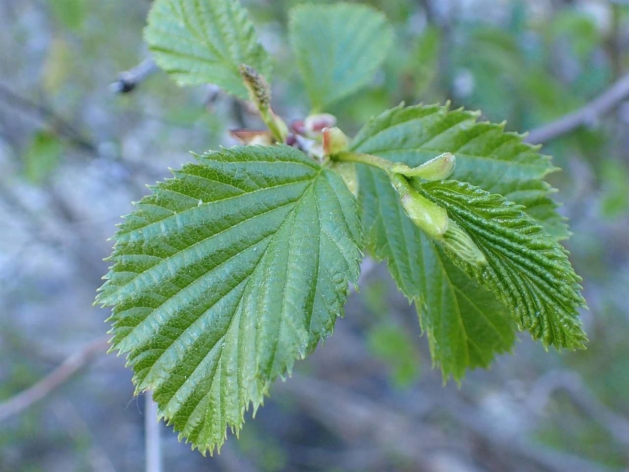 Ontano verde 20