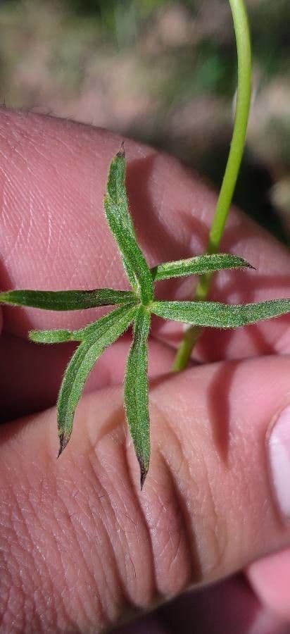 Struhlinek 12