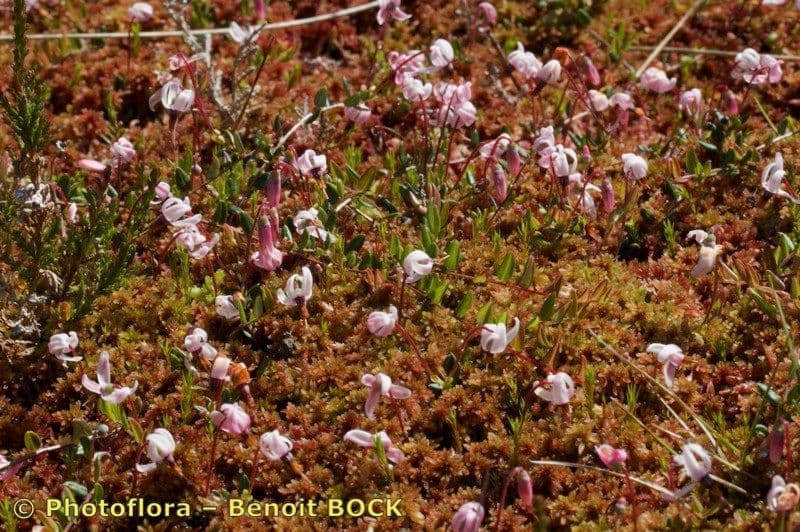 Vaccinium microcarpum 12