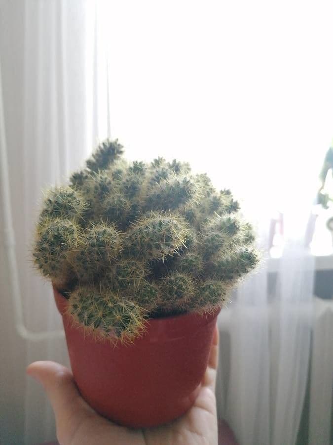 Cactus proliferante 21