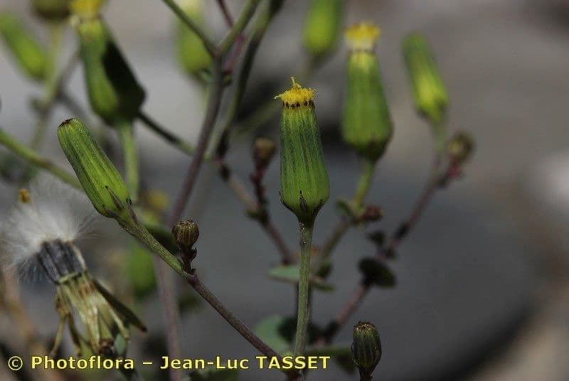 Senecio giallo