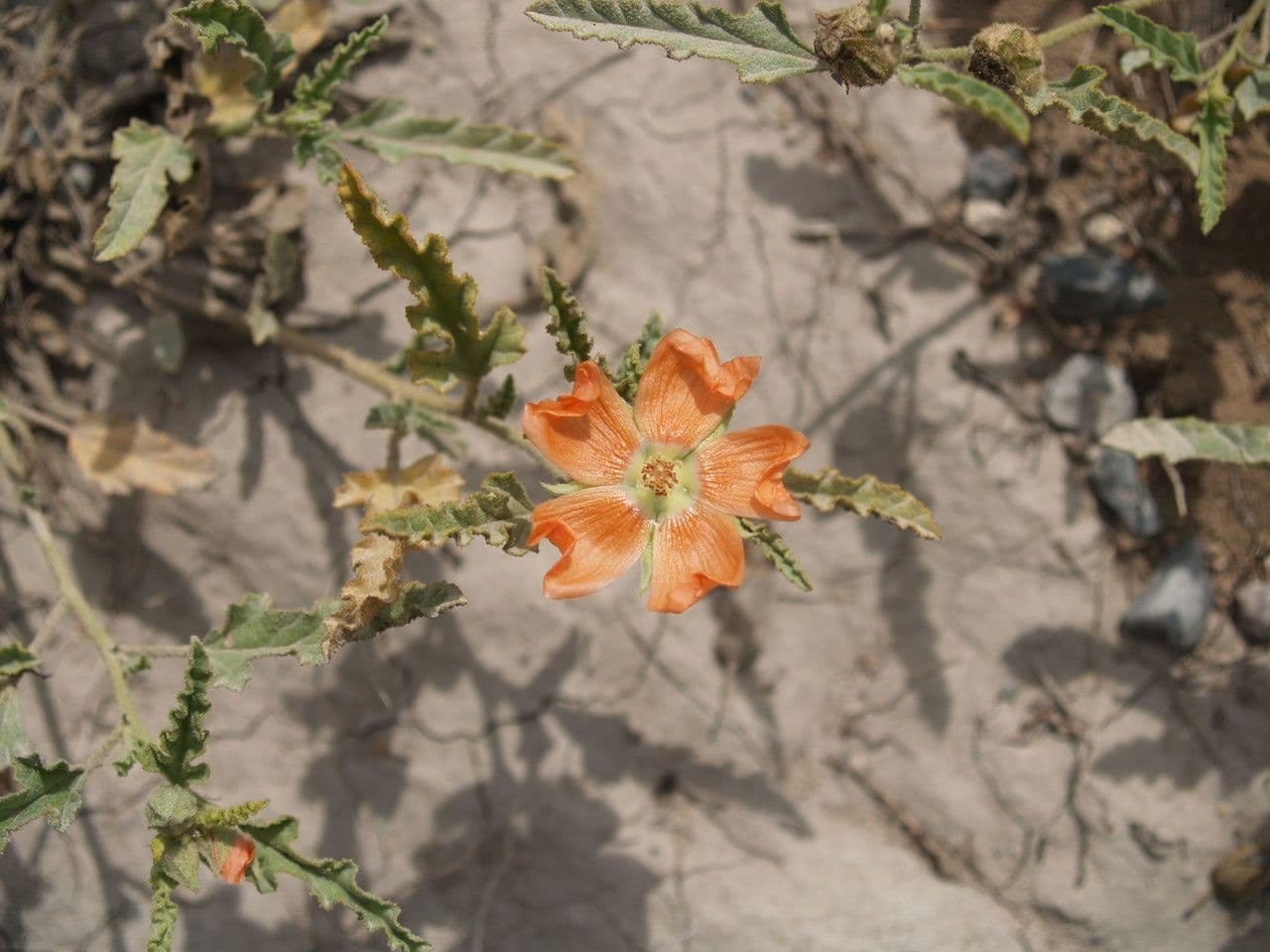 Malva lanza 4