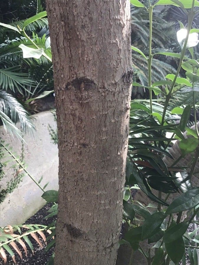 Picconia excelsa 11