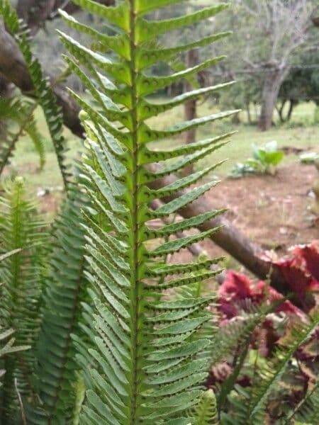 Nephrolepis cordifolia 3