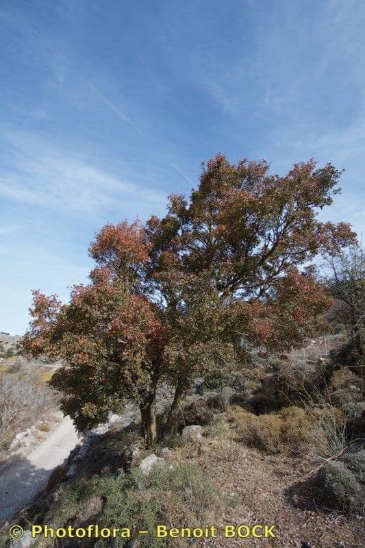 Acero di Creta 9