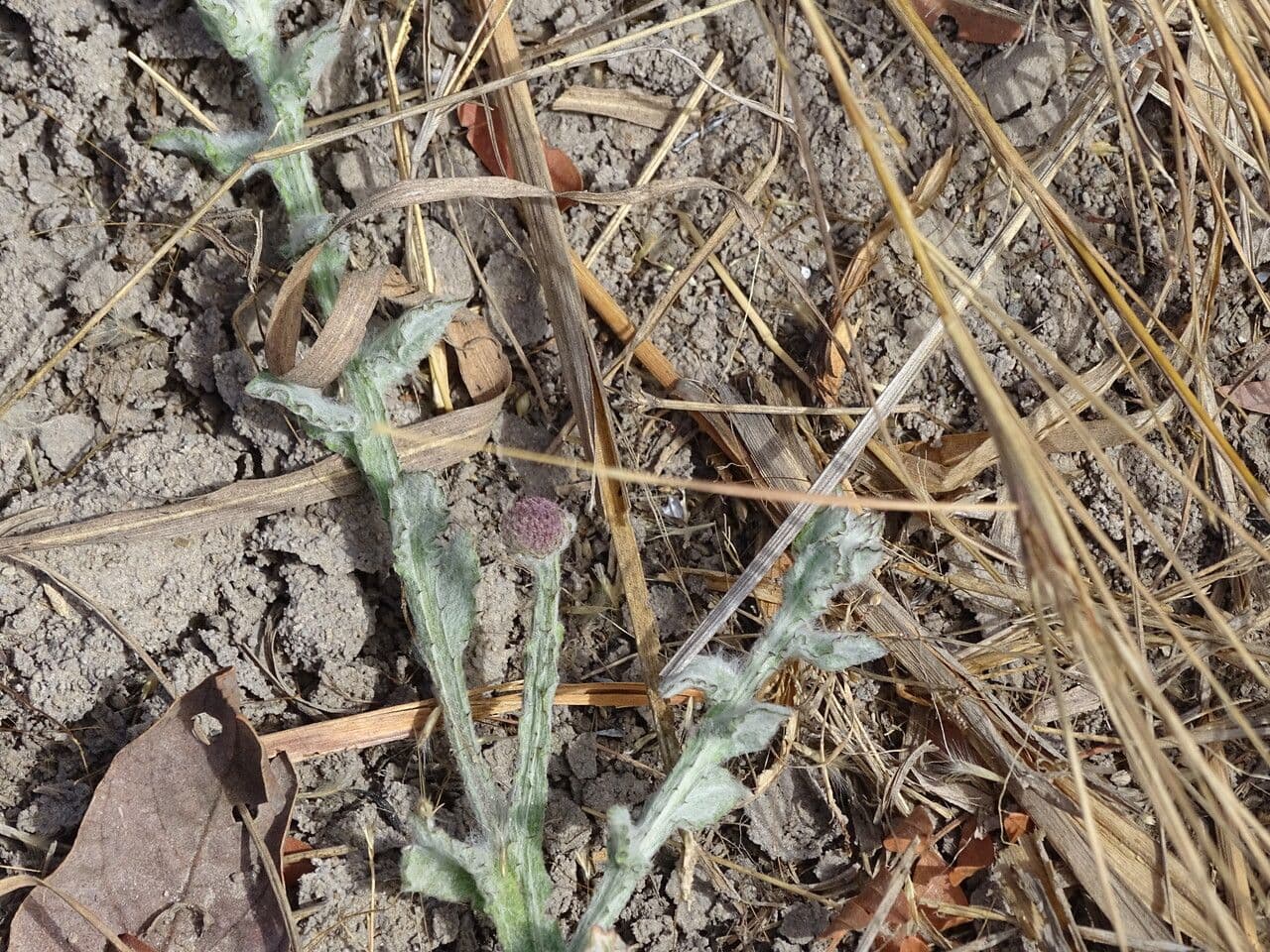 Sphaeranthus