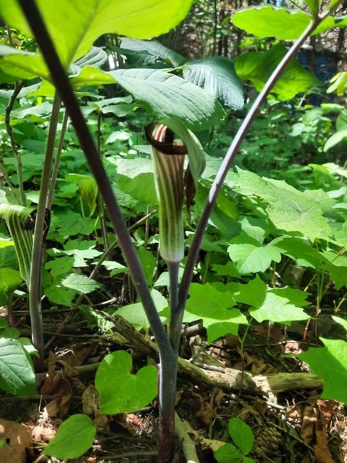 Arisema trójlistna 21