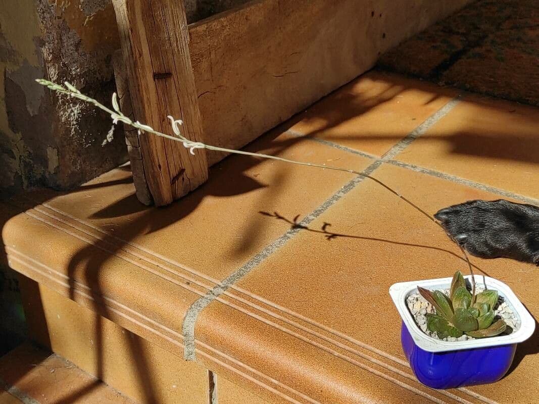 Hawortia Coopera 7