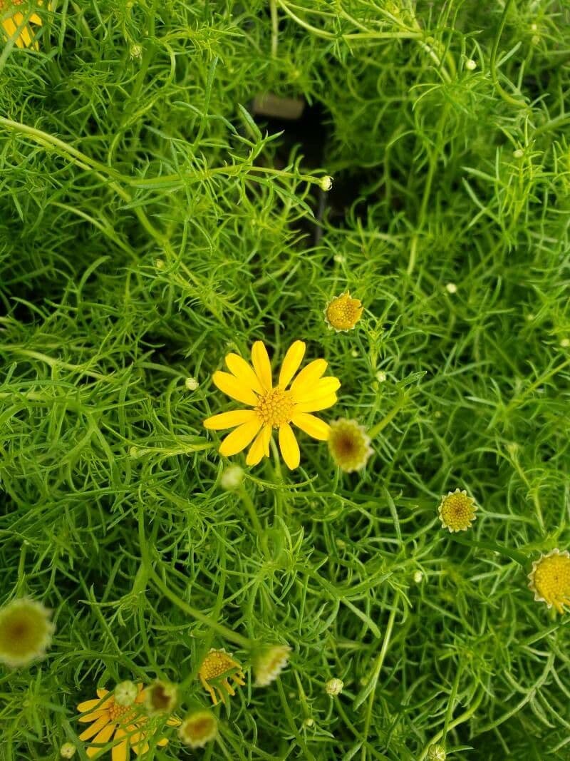 Thymophylla 4
