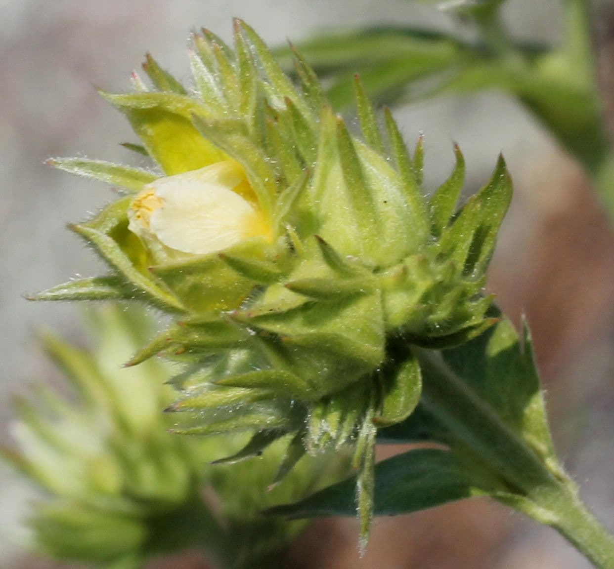 Potentilla valderiana 7