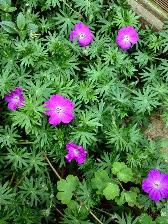 Géranium sanguin 13