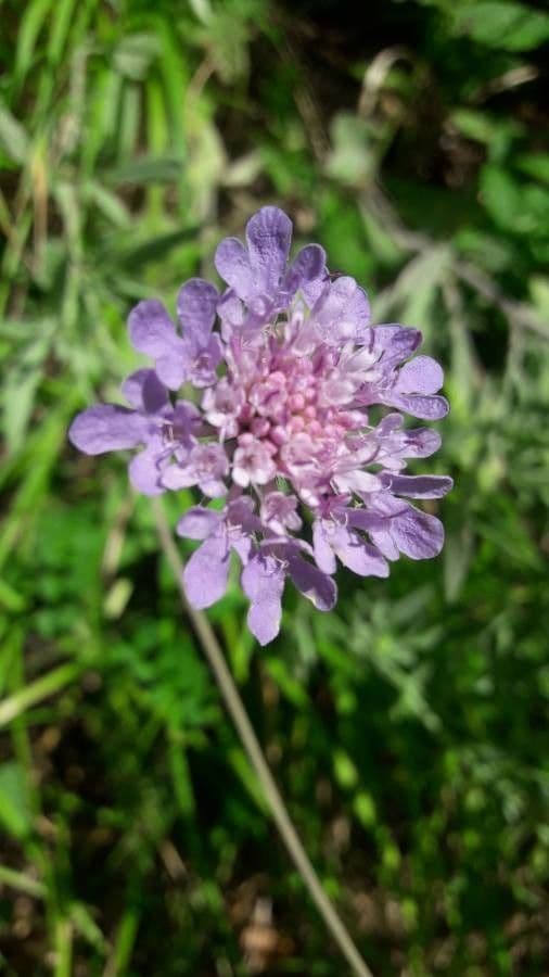Scabiosa vellutata 4